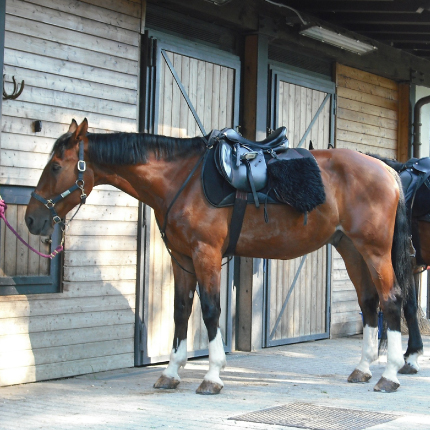 Stable & Equestrian